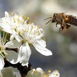 Biene auf Blüte