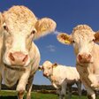 Landwirtschaft in Brandenburg