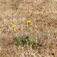 Vertrocknetes Gras mit einzelner Blume