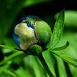 Erde in einer Blüte