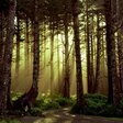 Dunkler Wald