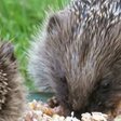 Igel