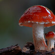 Zwei Pilze wachsen auf Holz