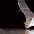 fledermaus