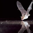 Fledermaus